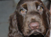 Puppies for sale