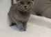 Stunning chunky BSH male kittens READY NOW