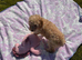 Cute Toy Cavapoo Puppies