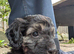 Cockapoo puppies