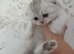 Kitten