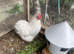 Pekin bantam