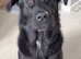 Cane corso cross