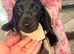 Dachshund puppies ready to leave their mother