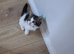 British Shorthair cross kittens
