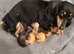 Mini Longhaired English Cream Dachshund Puppies