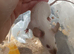 3 x fancy Siamese mice 8 wks old and cage  all females