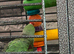 Male young alexandrine
