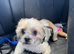 Cavapoo adult female
