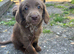 READY NOW Adorable Labradoodles