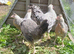 3 crested cream legbar females. Free Cockerel if needed