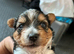 Biewer Yorkshire Terrier puppies for sale