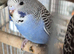 Beautiful baby budgies