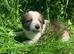 4 gorgeous puppies Border Collie
