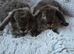 3 little girls and 3 little boys