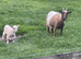 Pygmy goat female pure bred no papers