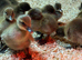 Khaki Campbell Ducklings