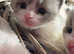 Waiting List NOW OPEN GCCF RAGDOLLS  TESTED