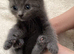 Ready to leave rare breed Russian blue Scottish fold mix beautiful stunning litter