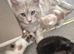 Baby Maine Coon Floofs