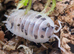 Porcellio Laevis Giant Orange & Dairy Cow Isopods