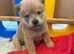 Chow chow puppies for sale