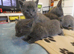 Russian Blue kittens for sale 2 Boys and 2 Girls