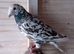 Almond colour rare colour racing pigeons