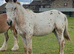 "Appaloosa " Leopard Spot Colt Young Sport Horse