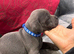 Health tested kc staff puppies