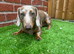 Miniature Dachshund - Male