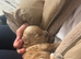 Cavapoo puppies