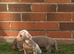 Dachshund puppies