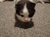 Maine coon cross kittens