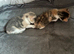Two Beautiful Kittens