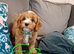 Cavapoos