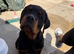 Male puppy Rottweiler