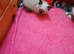 2 Pure Colourpoint  Mitted Ragdoll Kittens.