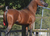 2026 Arabian colt