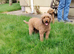 Miniature Poodles ready to go