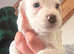 Cocker spaniel puppies