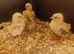 Serama chicks