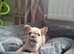 French bulldog pups