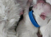 Small maltese puppies for sale
