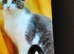 6 months old cat /kittens