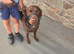 Male labrador