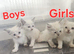 Ragdoll kittens for sale