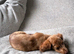 KC REG Long Haired Miniature Dachshunds