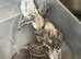 Budgie babies