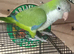 Male quaker